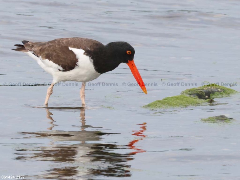 AMOY-AJ_American-Oystercatcher