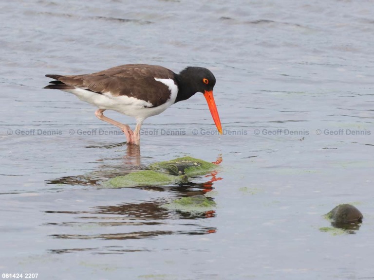 AMOY-AK_American-Oystercatcher