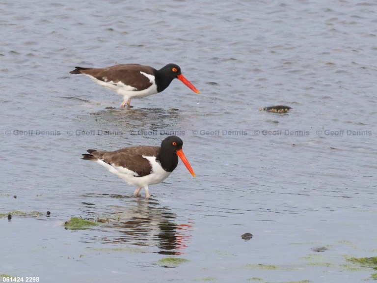 AMOY-AL_American-Oystercatcher