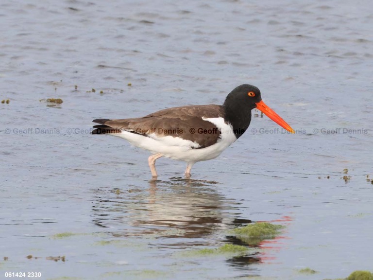 AMOY-AM_American-Oystercatcher