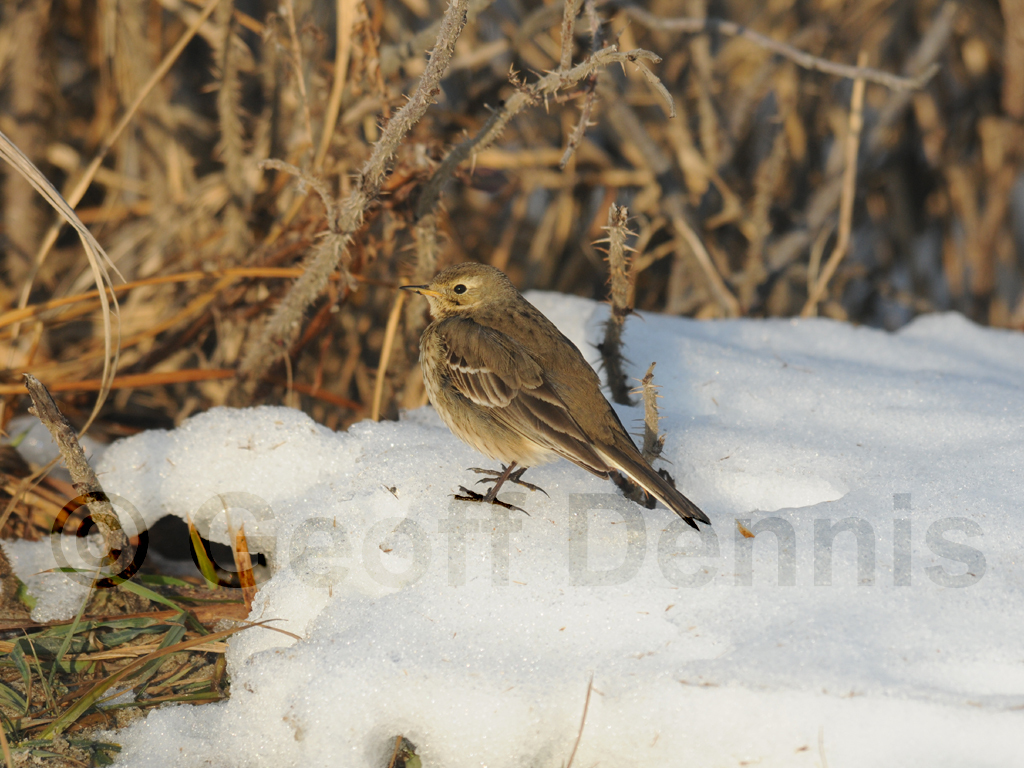 AMPI-AB_American-Pipit