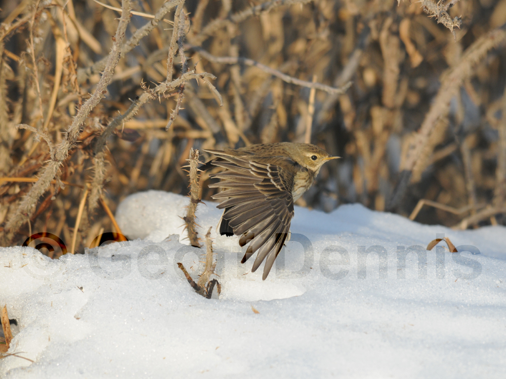 AMPI-AC_American-Pipit
