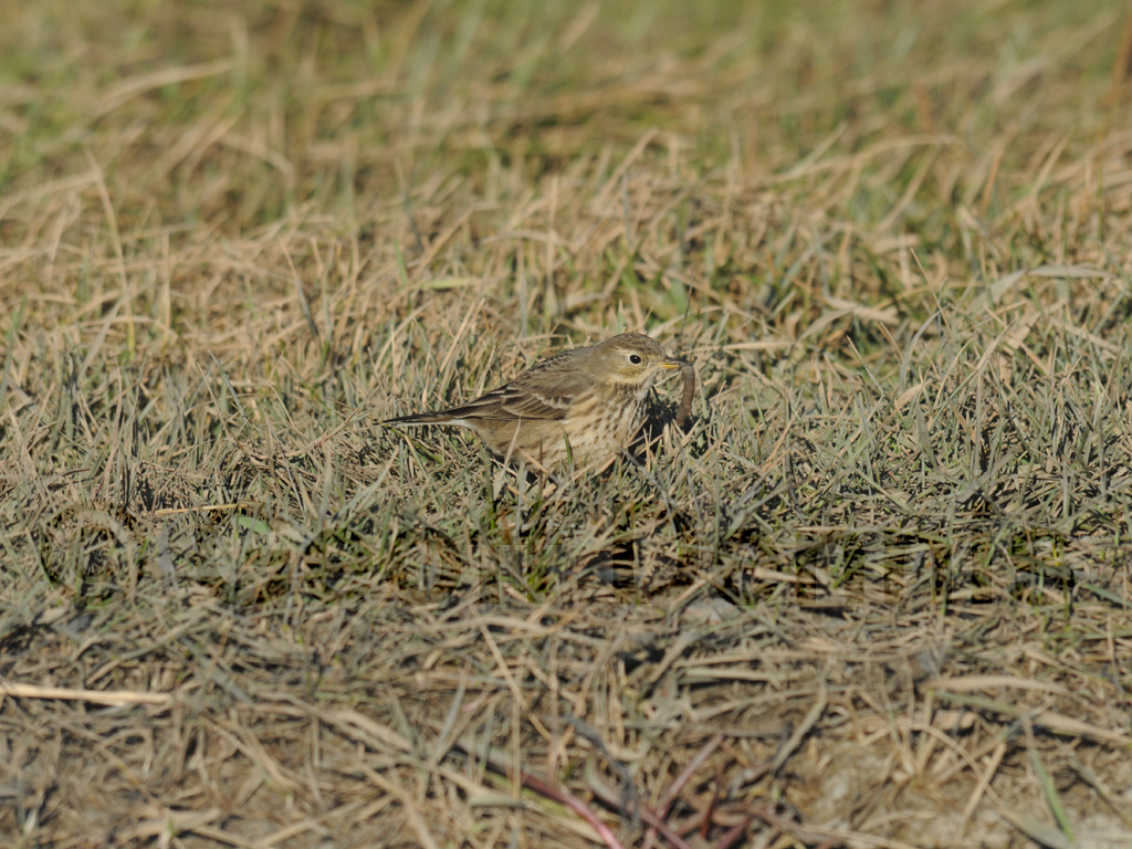 AMPI-AD_American-Pipit