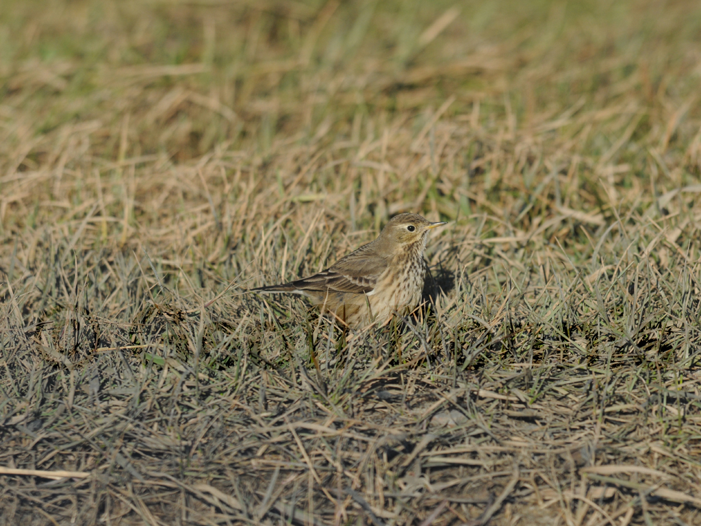 AMPI-AE_American-Pipit