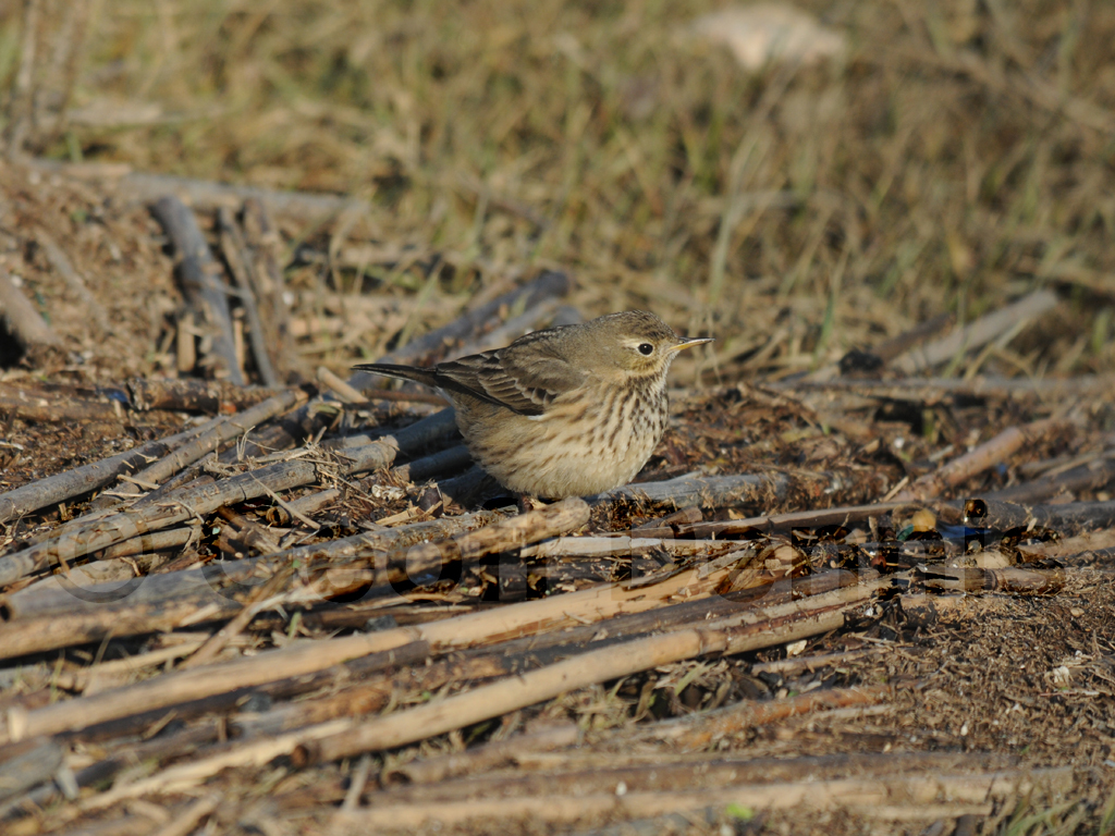 AMPI-AF_American-Pipit