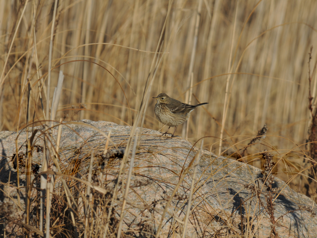 AMPI-AG_American-Pipit
