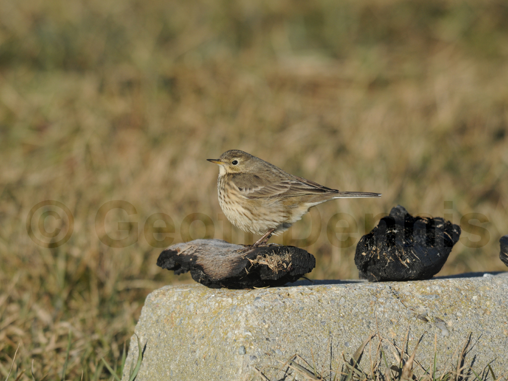 AMPI-AH_American-Pipit