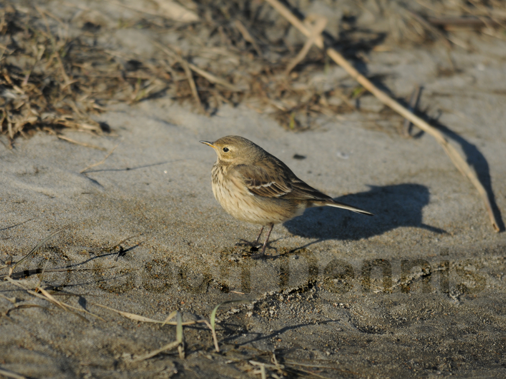 AMPI-AI_American-Pipit