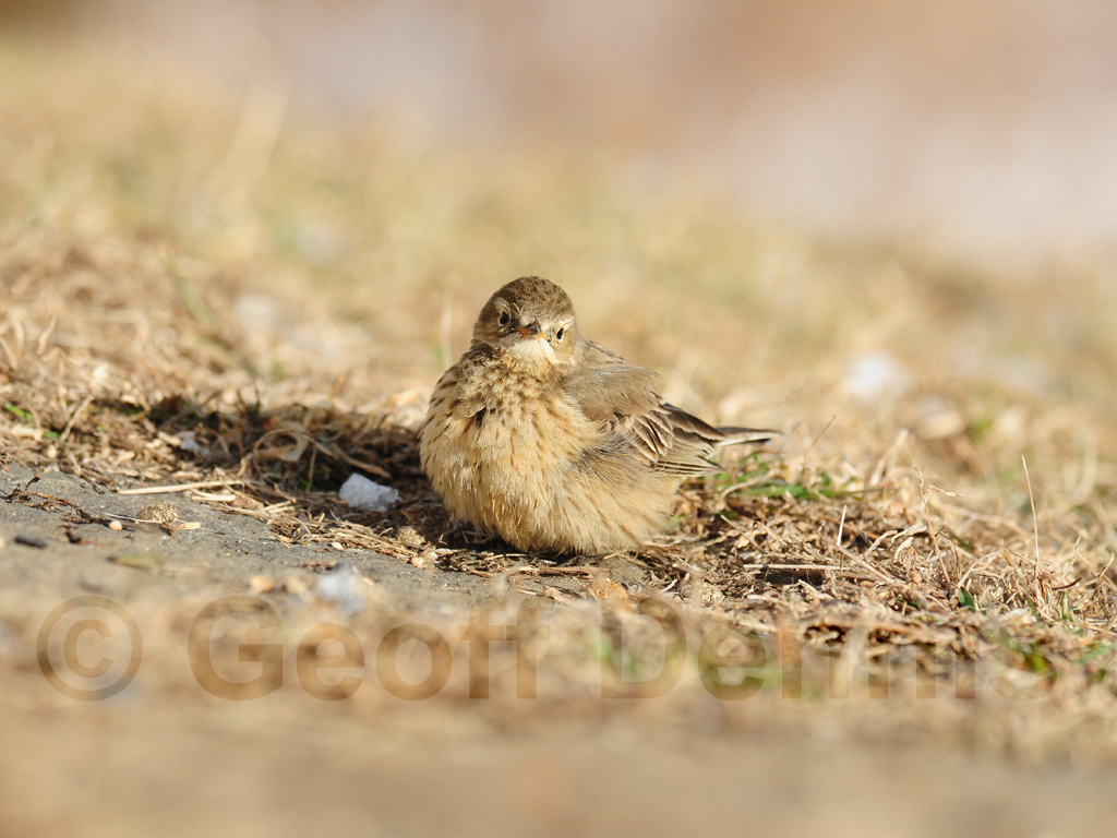 AMPI-AJ_American-Pipit