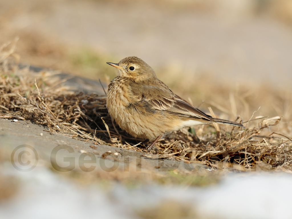 AMPI-AK_American-Pipit