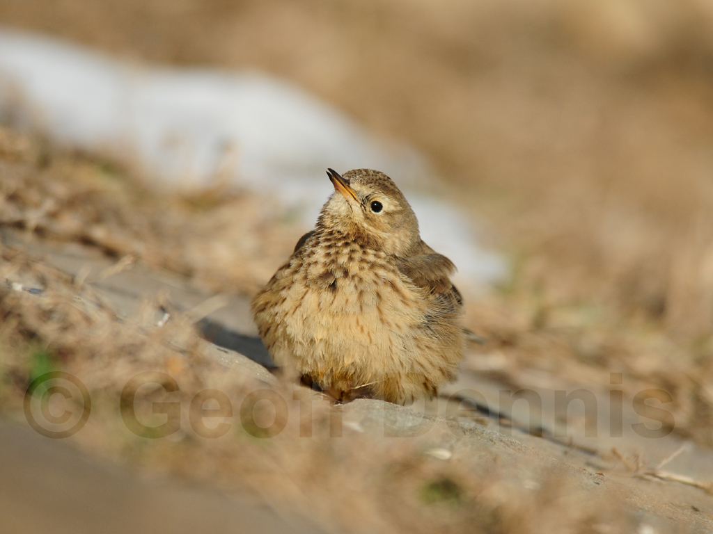 AMPI-AL_American-Pipit