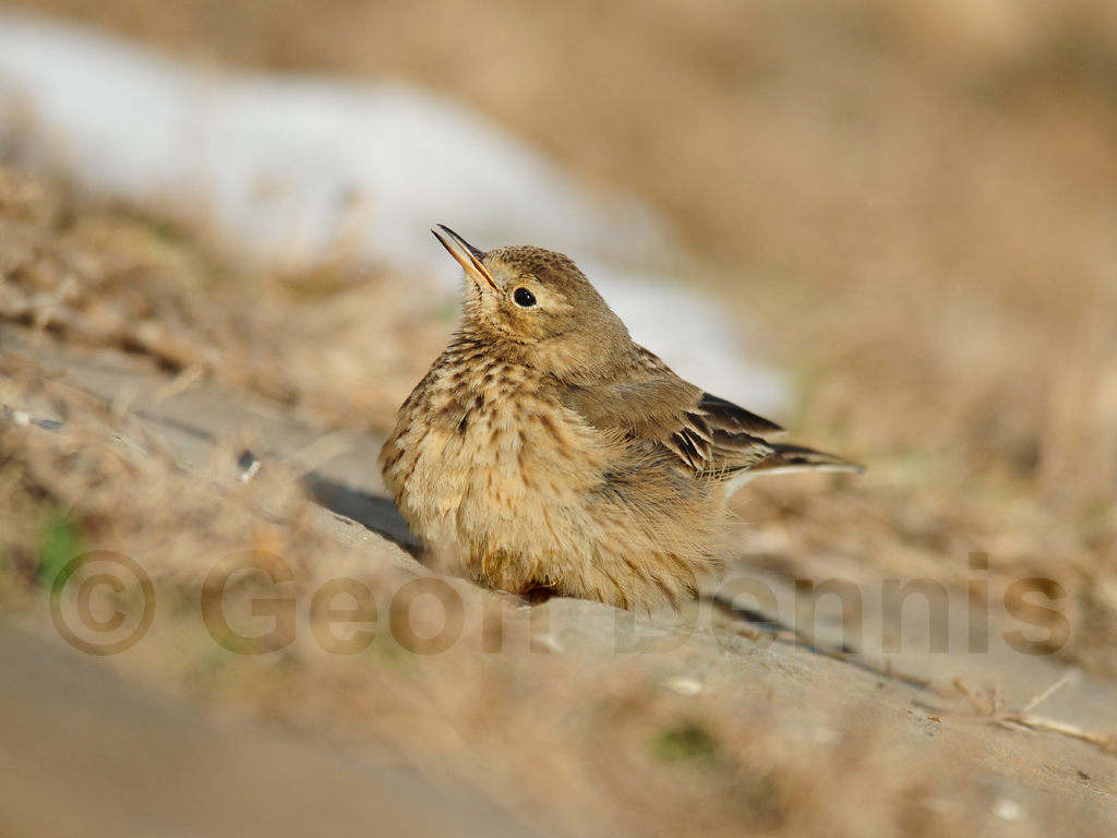 AMPI-AM_American-Pipit