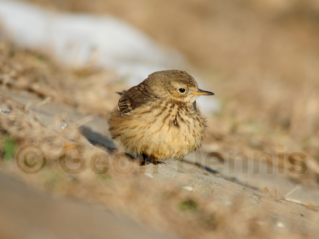 AMPI-AN_American-Pipit