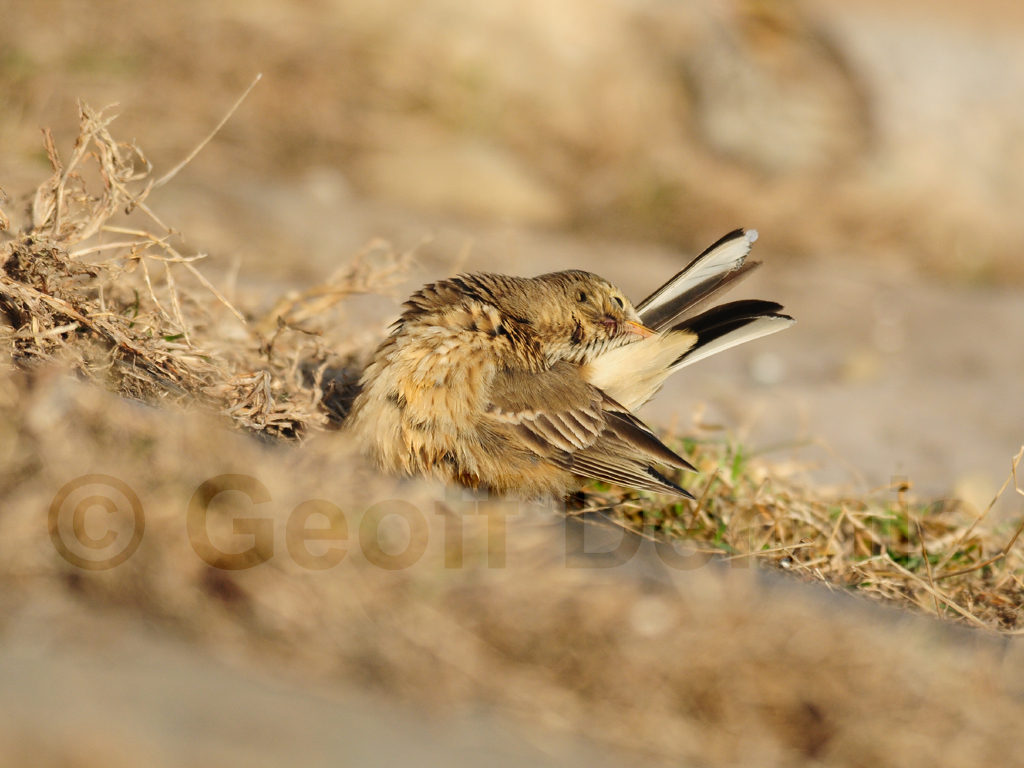 AMPI-AO_American-Pipit