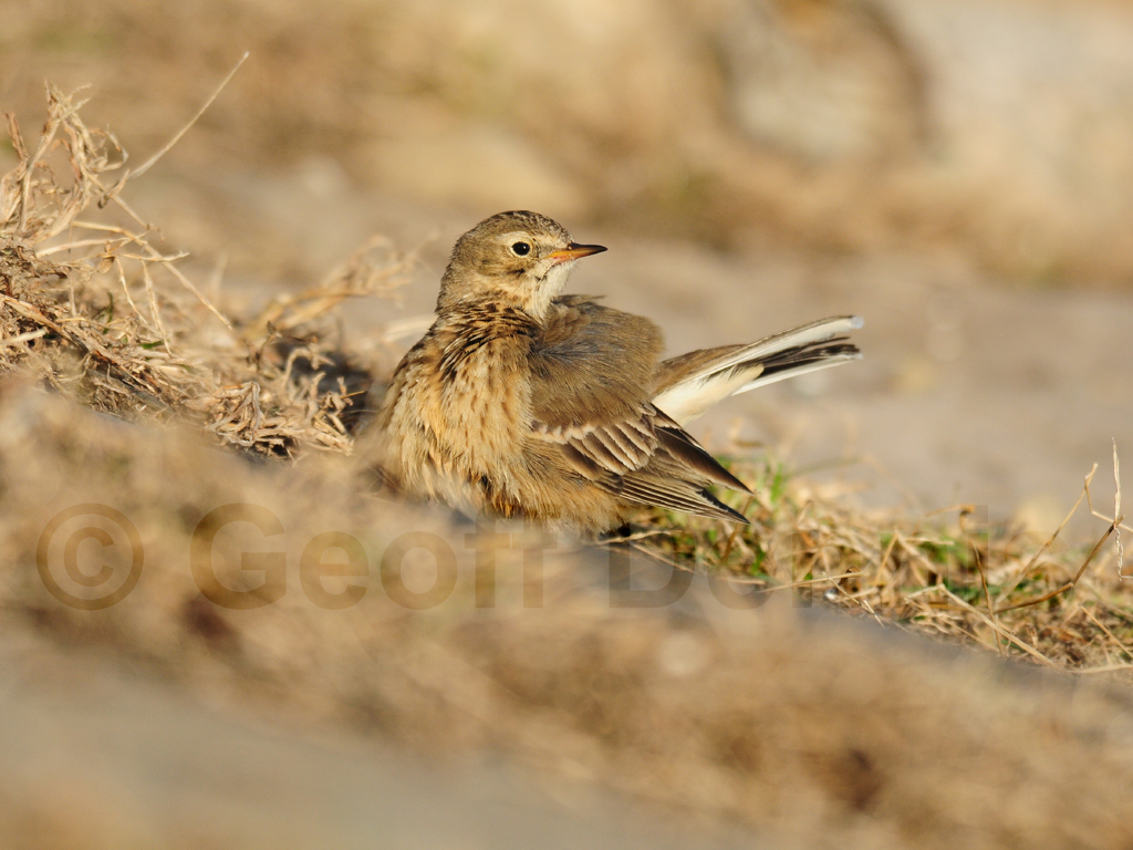 AMPI-AP_American-Pipit