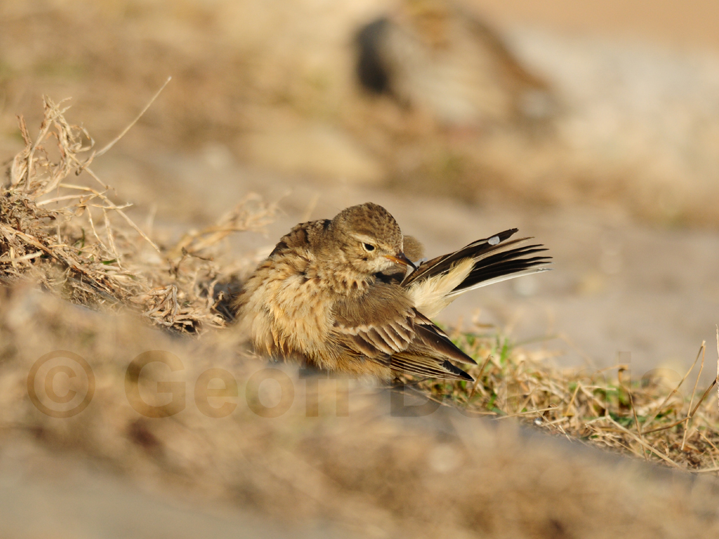 AMPI-AQ_American-Pipit