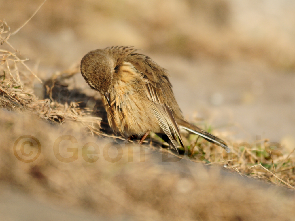 AMPI-AR_American-Pipit