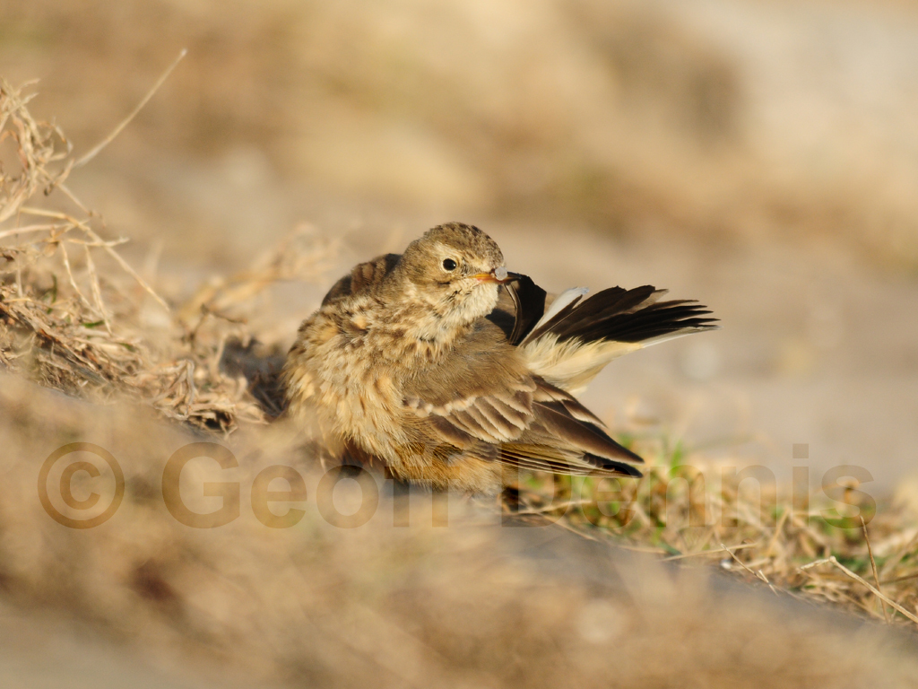 AMPI-AS_American-Pipit