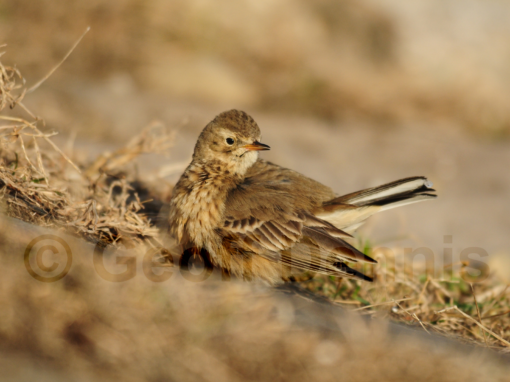 AMPI-AT_American-Pipit