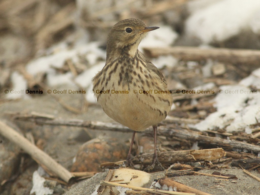 AMPI-AU_American-Pipit