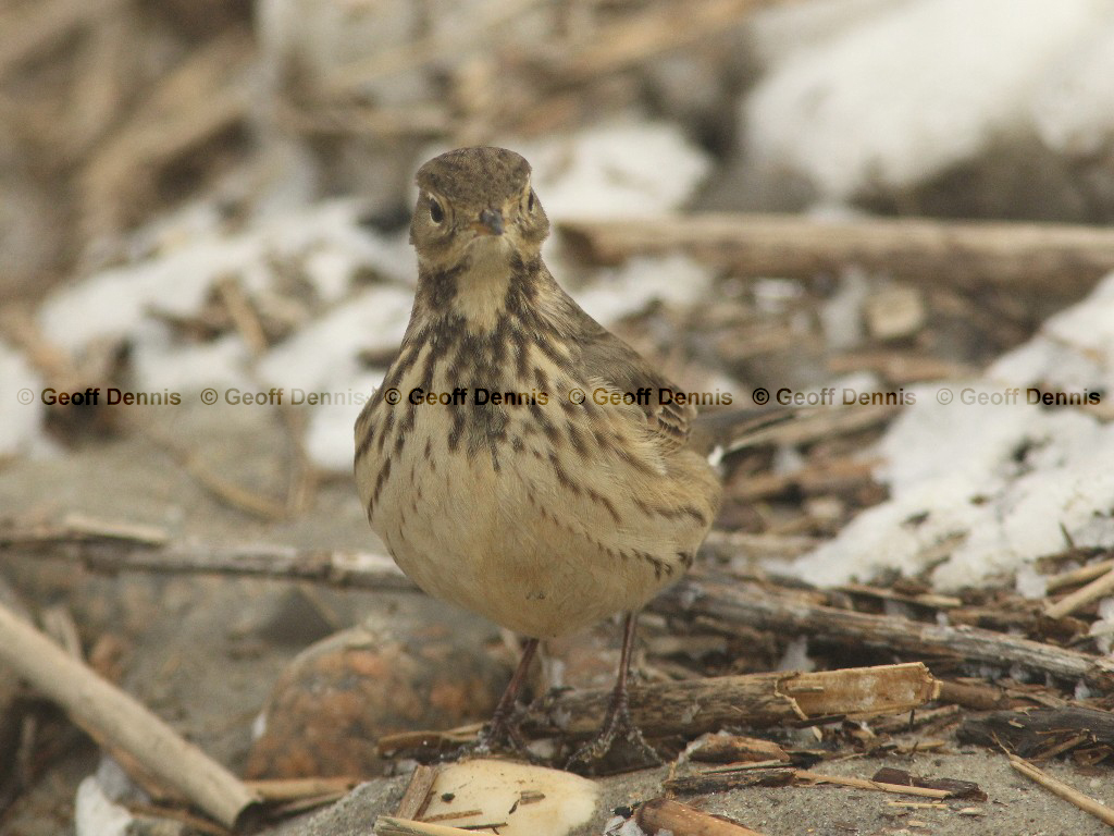 AMPI-AV_American-Pipit