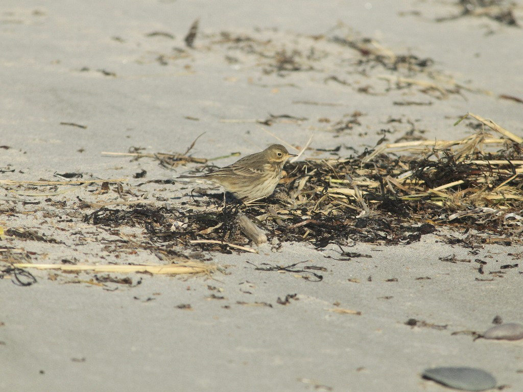 AMPI-AW_American-Pipit