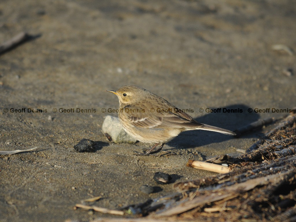 AMPI-AX_American-Pipit