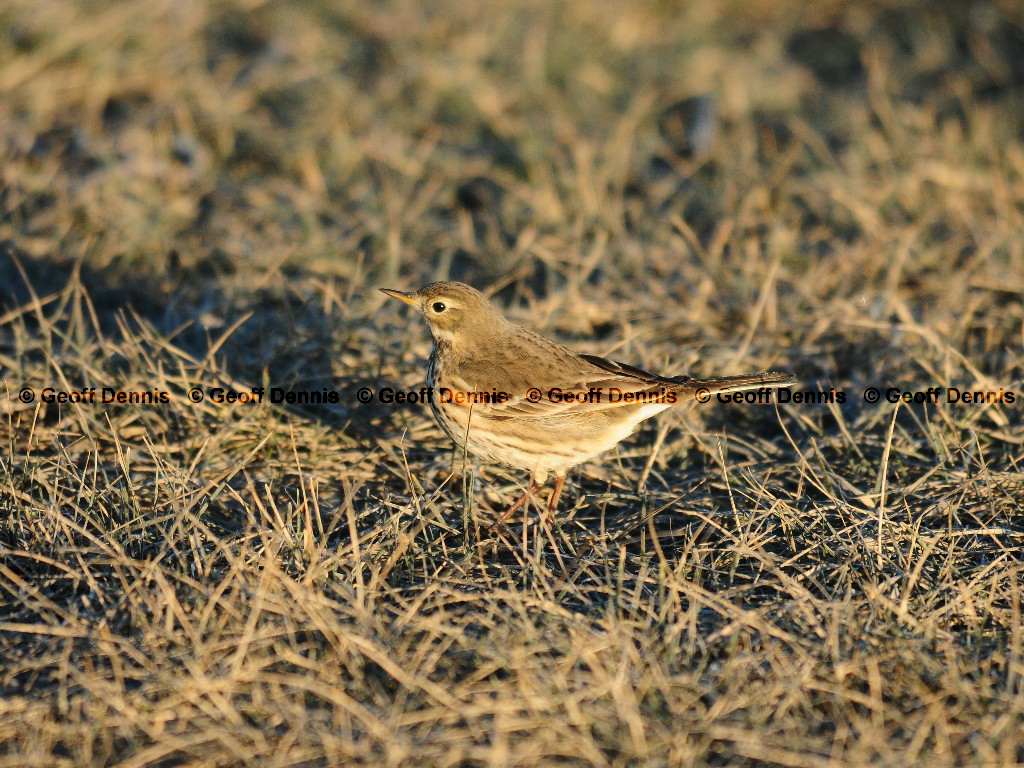 AMPI-AY_American-Pipit