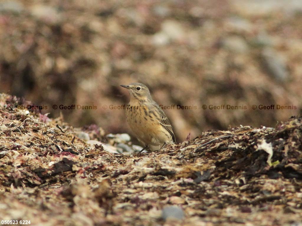 AMPI-AZ_American-Pipit