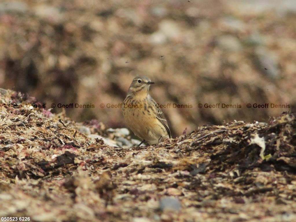 AMPI-BA_American-Pipit