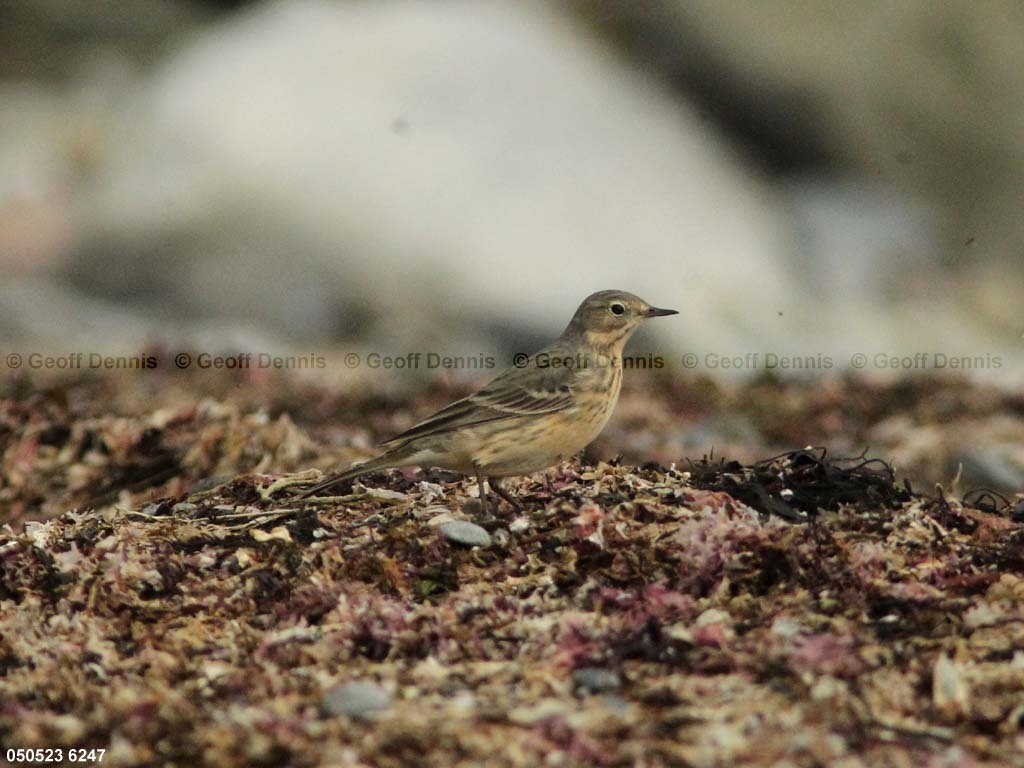 AMPI-BB_American-Pipit