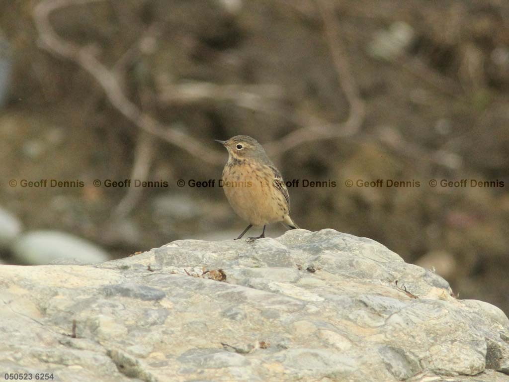 AMPI-BC_American-Pipit