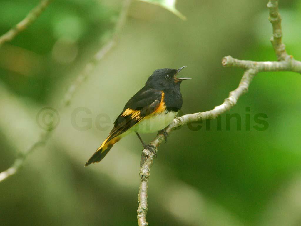 AMRE-AA_American-Redstart