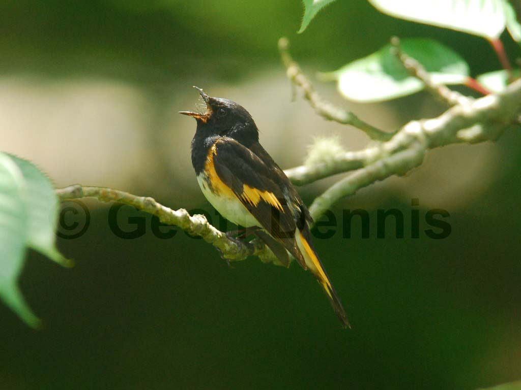 AMRE-AB_American-Redstart