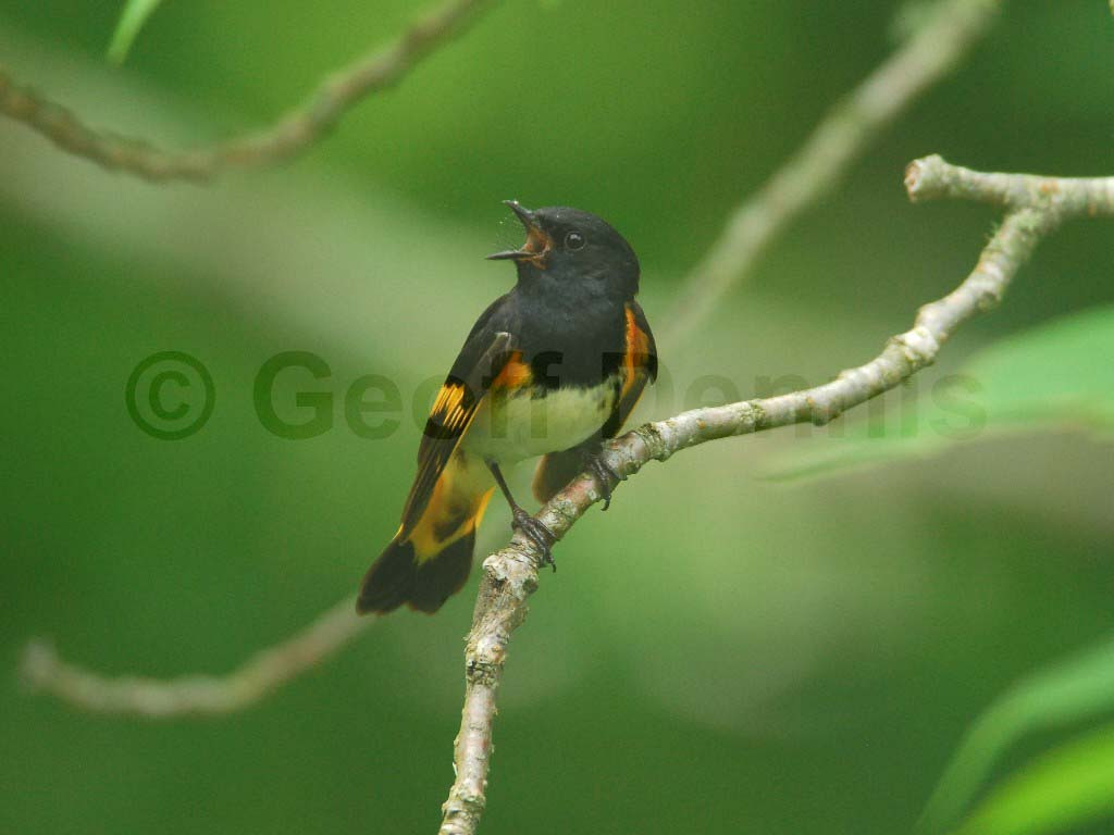 AMRE-AC_American-Redstart