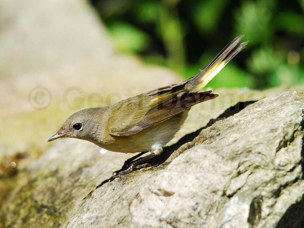 AMRE-AD_American-Redstart
