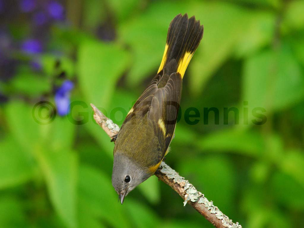 AMRE-AE_American-Redstart