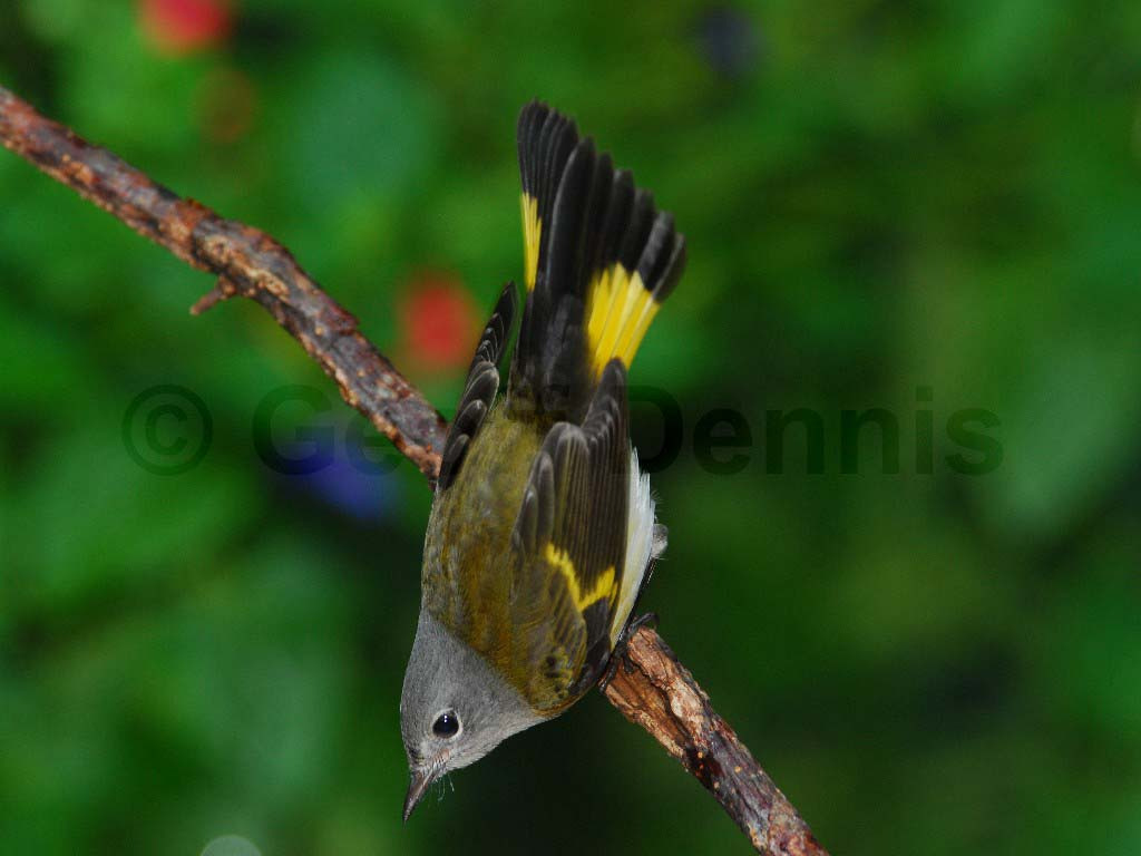 AMRE-AF_American-Redstart