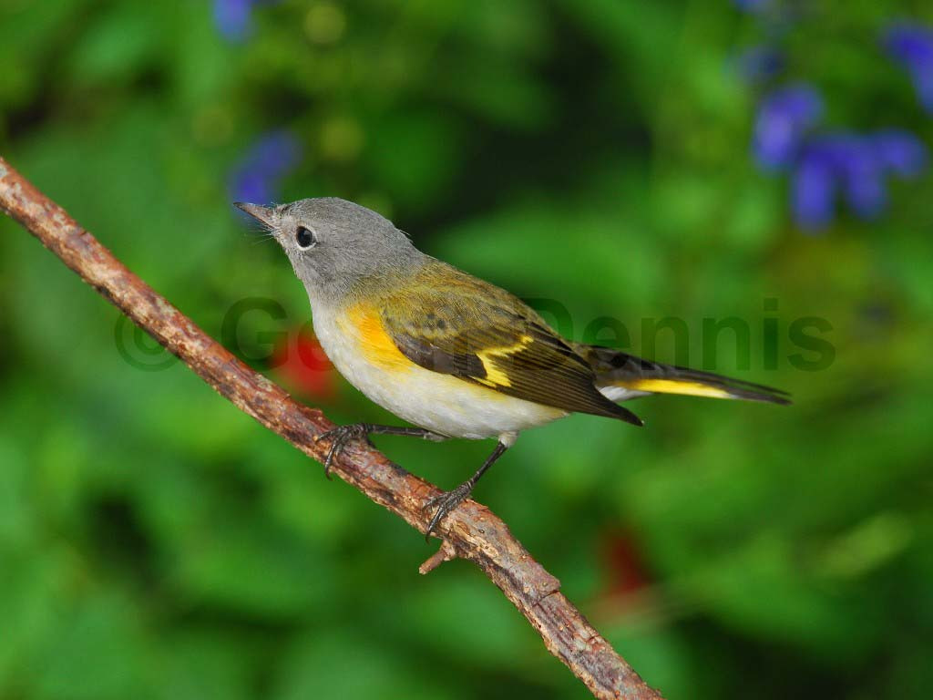 AMRE-AG_American-Redstart
