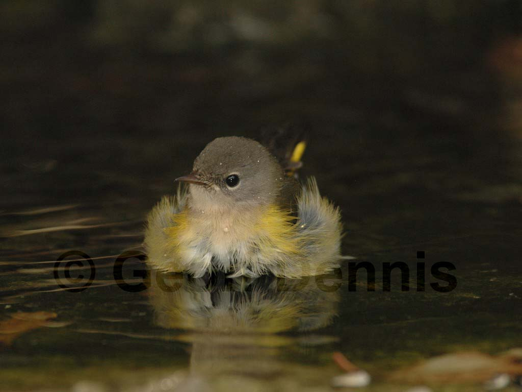 AMRE-AH_American-Redstart