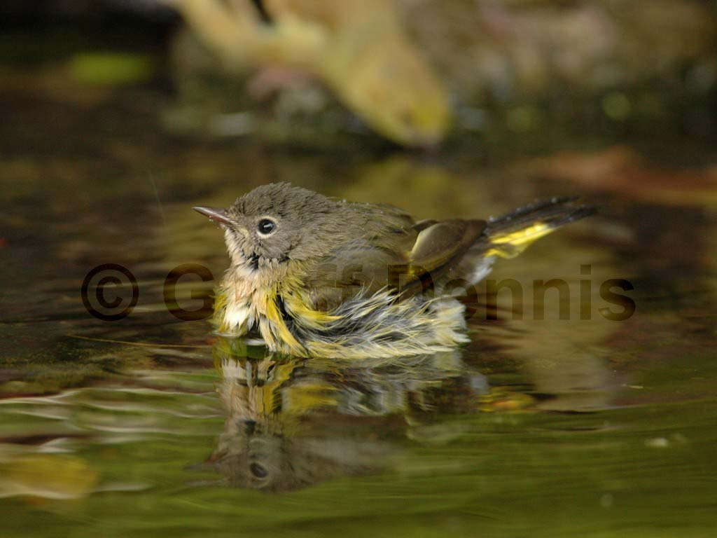 AMRE-AJ_American-Redstart