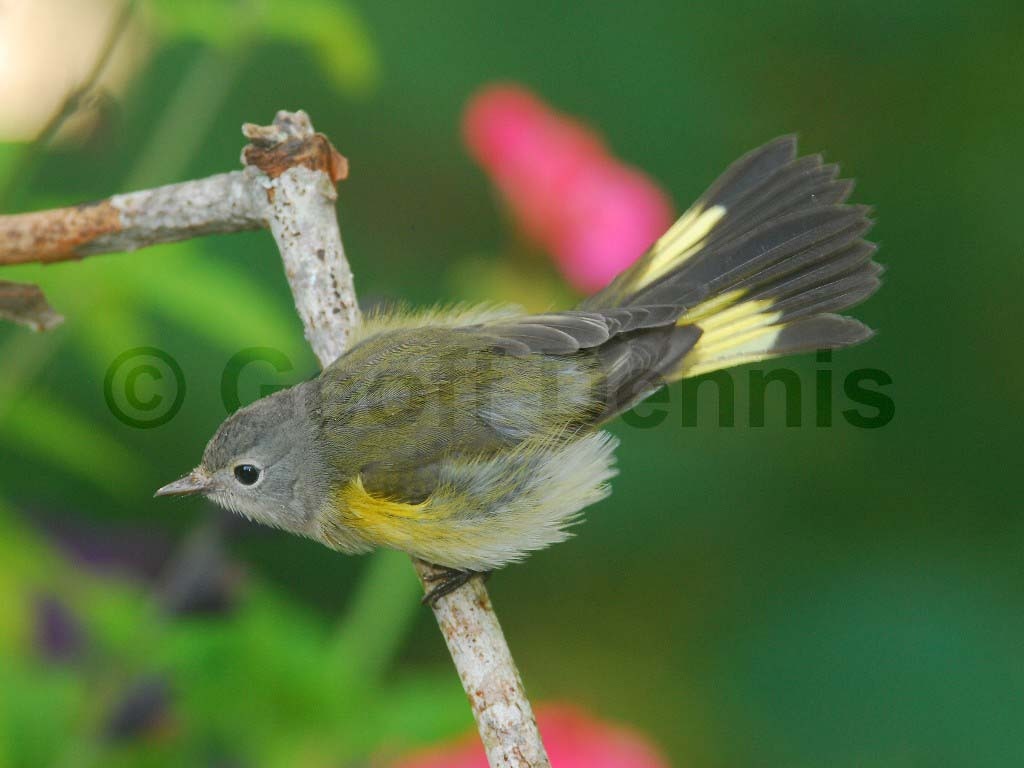 AMRE-AK_American-Redstart