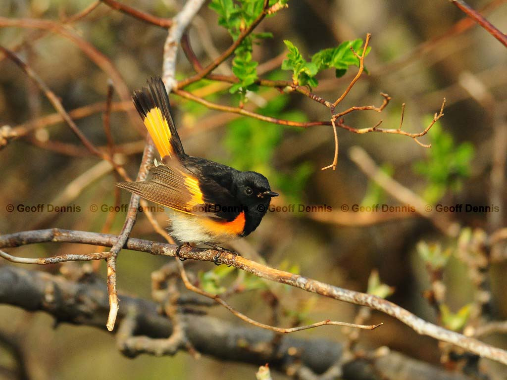 AMRE-AL_American-Redstart