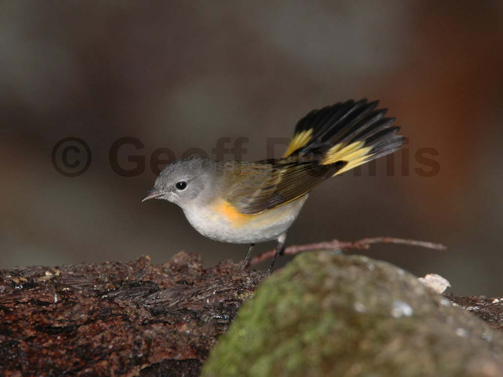 AMRE-AM_American-Redstart