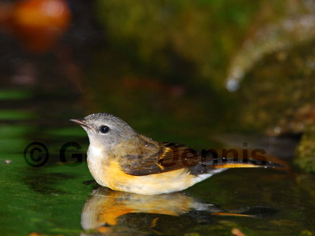 AMRE-AN_American-Redstart