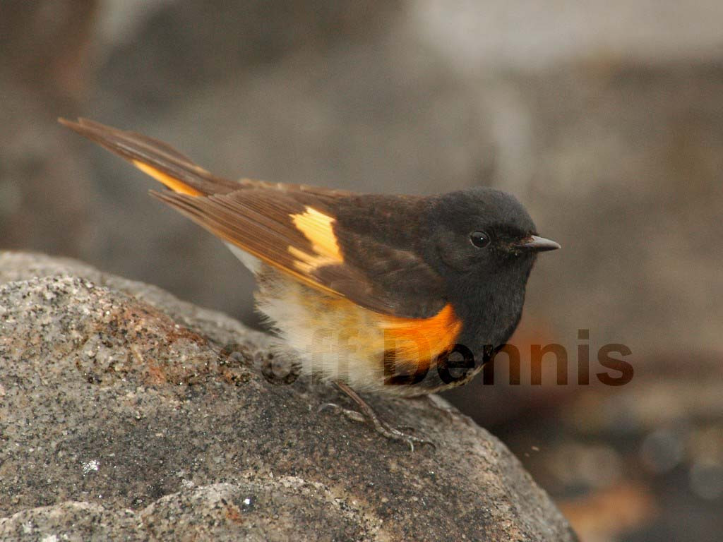 AMRE-AO_American-Redstart