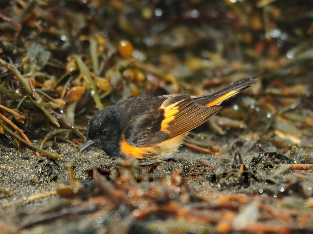 AMRE-AP_American-Redstart