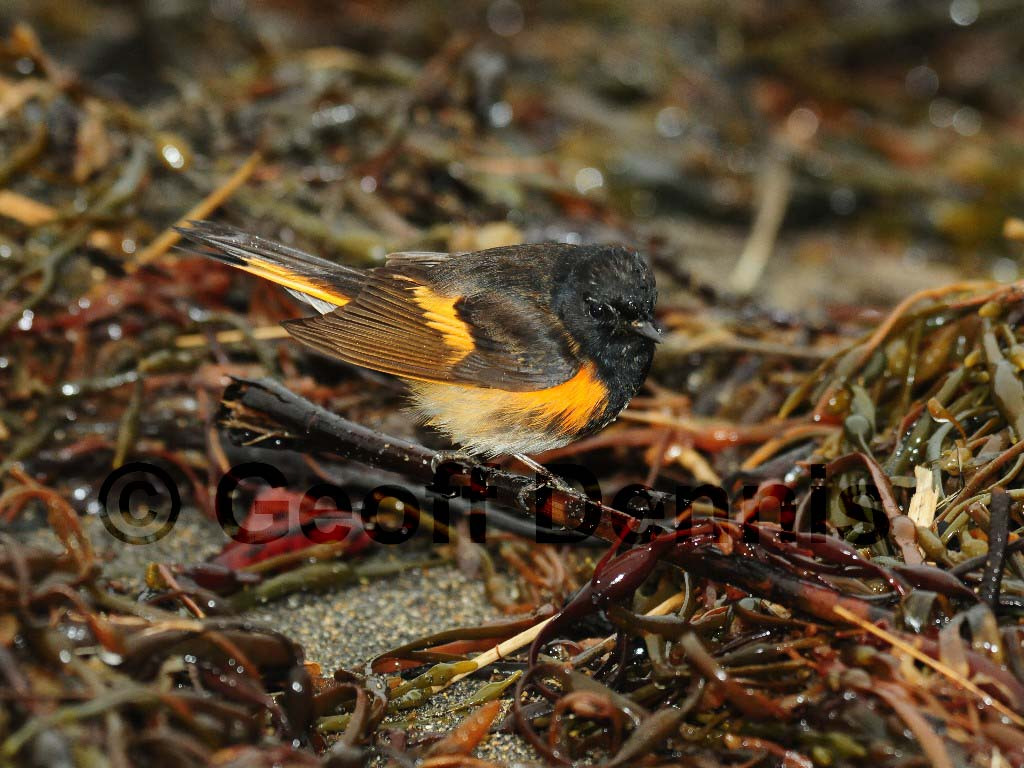 AMRE-AQ_American-Redstart