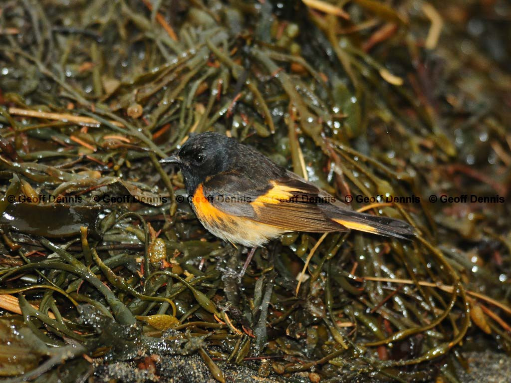 AMRE-AR_American-Redstart