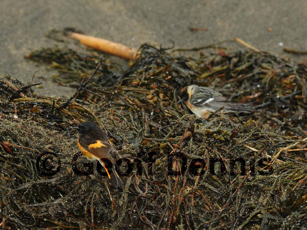 AMRE-AS_American-Redstart